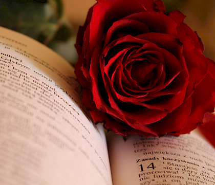 Dag van het Boek 2023 – Sant Jordi: Het boek en de roos