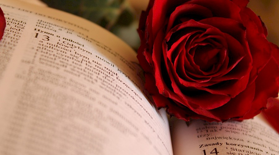 Journée du Livre 2019 – Saint Jordi : Le livre et la rose
