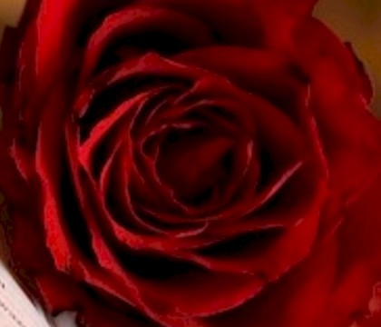 Journée du Livre 2020 – Saint Jordi : Le livre et la rose