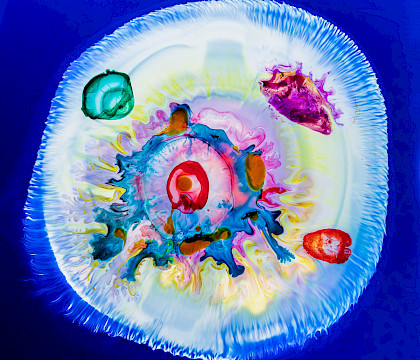 Miguel Mas : Cells