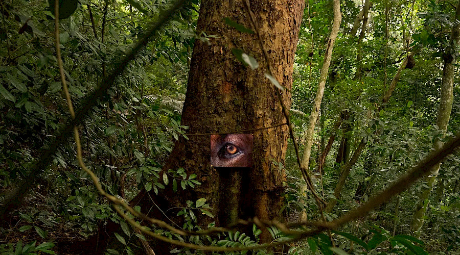 Daniele Steegmann: Magical Realism: Imagining Natural Dis/order