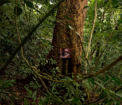 Daniel Steegmann: Magical Realism: Imagining Natural Dis/order
